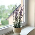 Vilara Apartment Heviz